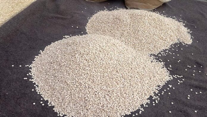 Doc-P-886946-638972488160486501